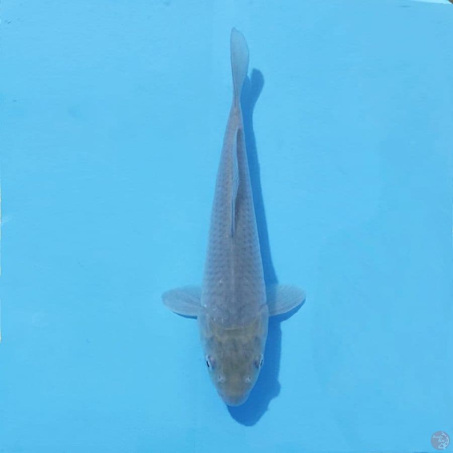 9. SORAGOI 25 CM FEMALE