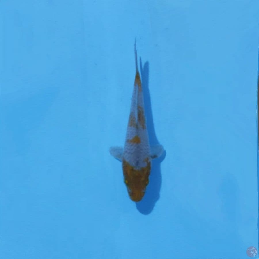 13. OCHIBA 17 CM