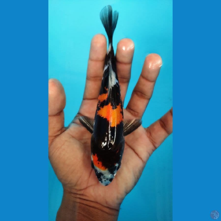 showa doitshu 18cm