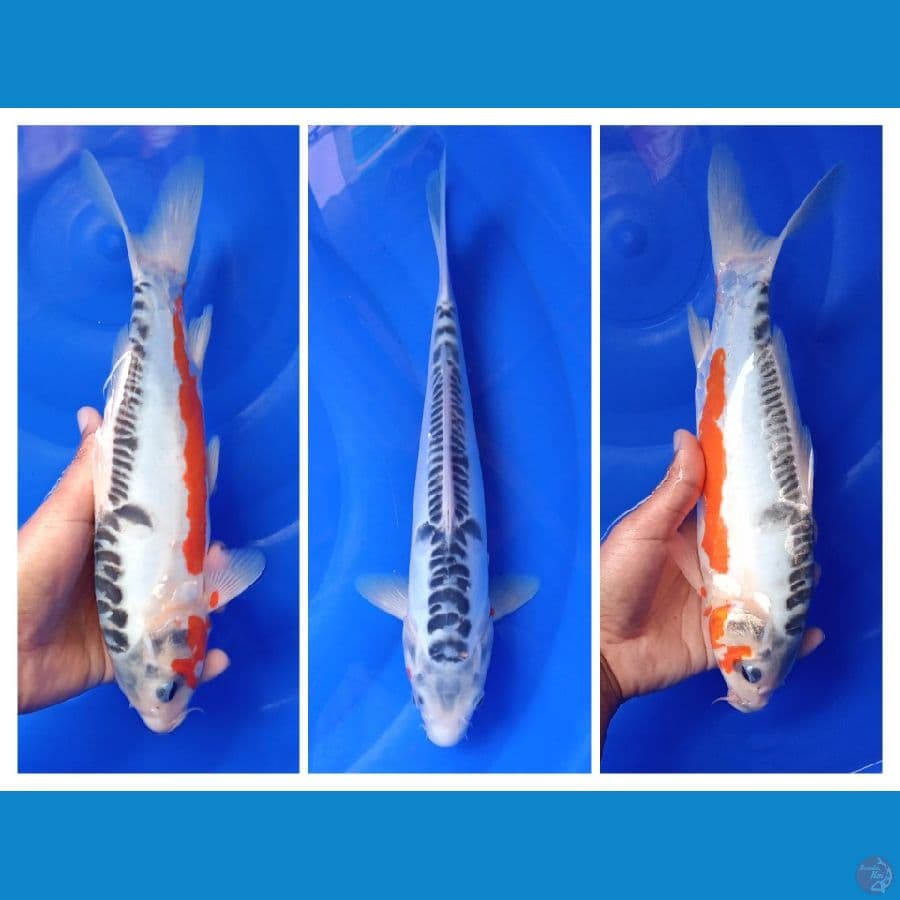 shushui 32cm 