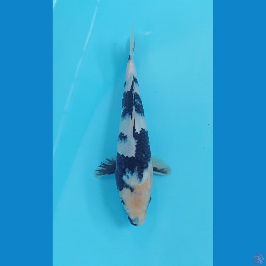 shiro 29cm