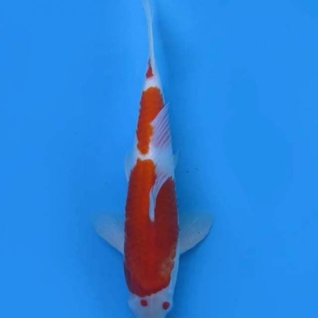 Kohaku 36 cm