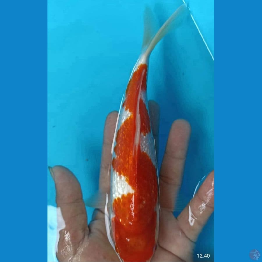 kohaku gindrin 22cm