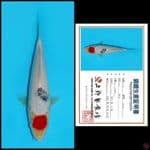 1. TANCHO SHOWA UENO, 20CM