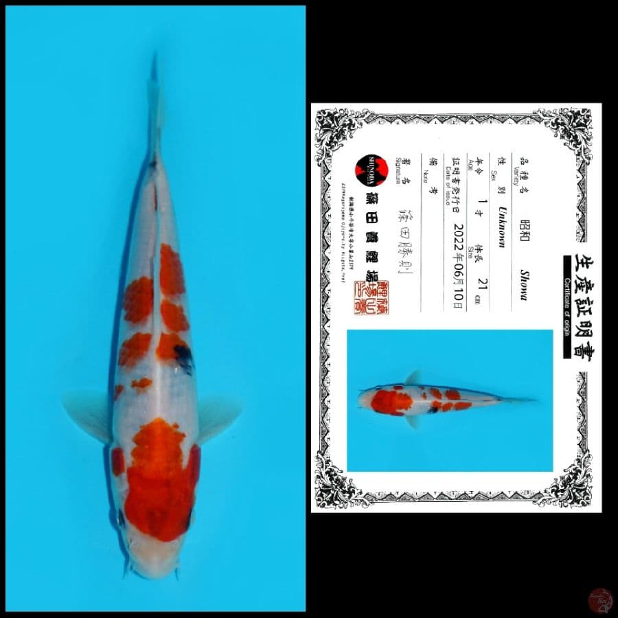 2. SHOWA SHINODA, 21CM