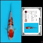 2. SHOWA SHINODA, 21CM