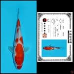 3. SHOWA SHINODA, 20CM