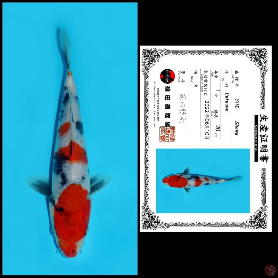 4. SHOWA SHINODA, 20CM