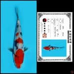 4. SHOWA SHINODA, 20CM