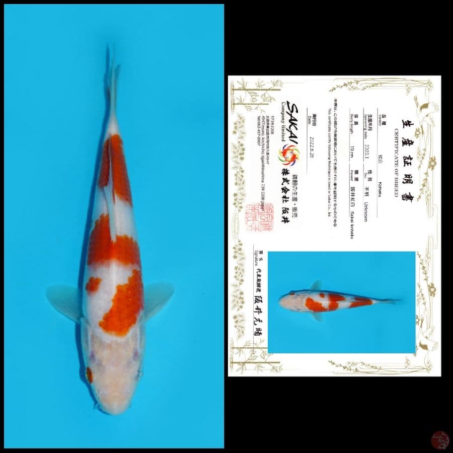 5. KOHAKU SAKAI, 19CM
