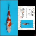 5. KOHAKU SAKAI, 19CM