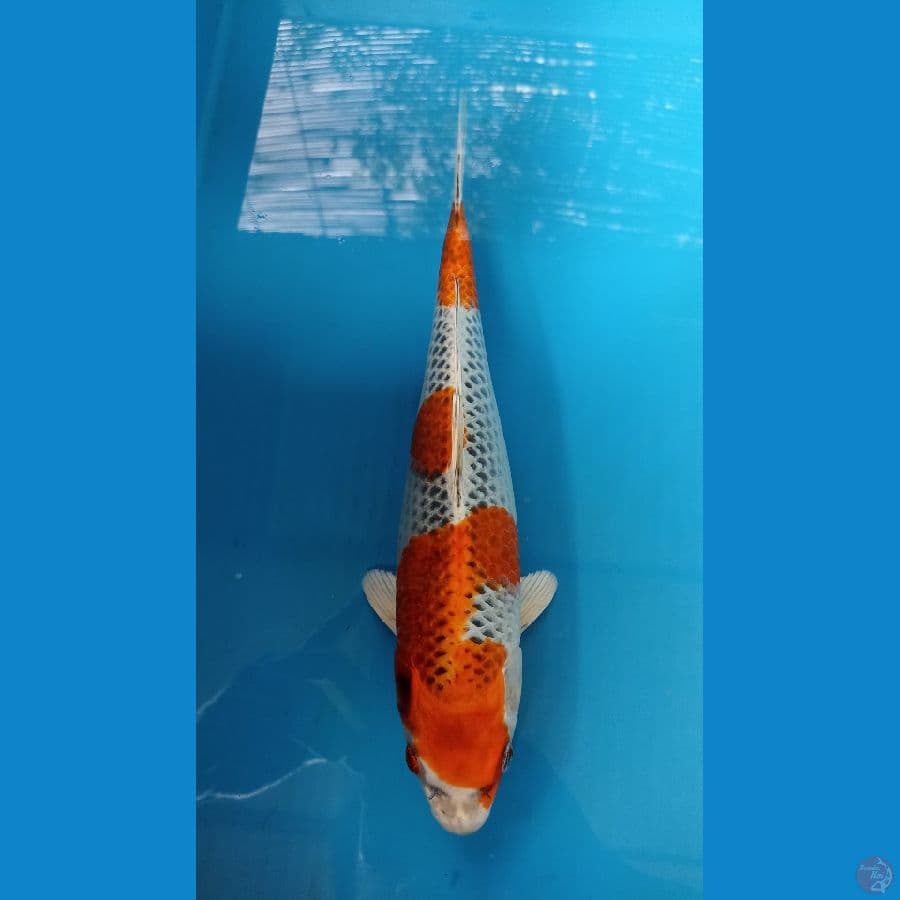Kujaku 30cm