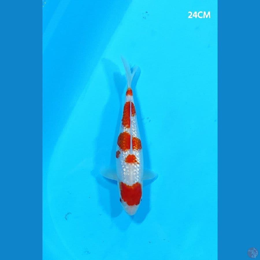 KOHAKU GINRIN - 24CM