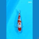 KOHAKU GINRIN - 24CM