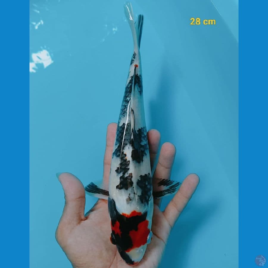 TANCHO SOWA 28cm