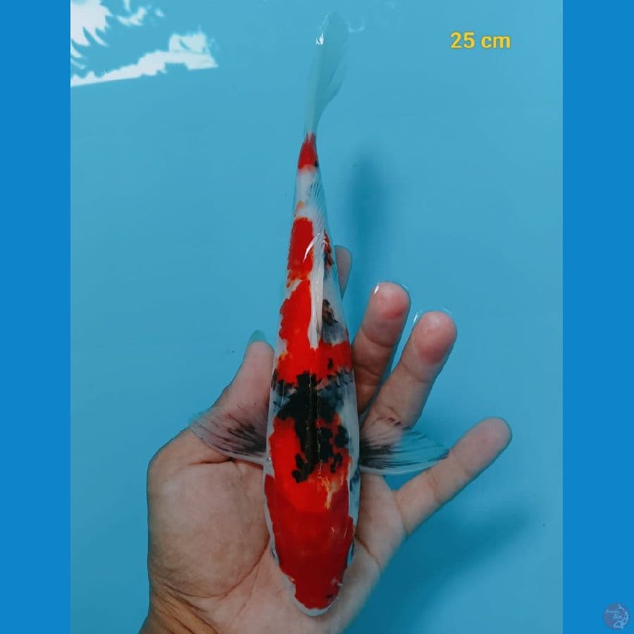 SHOWA 25 CM
