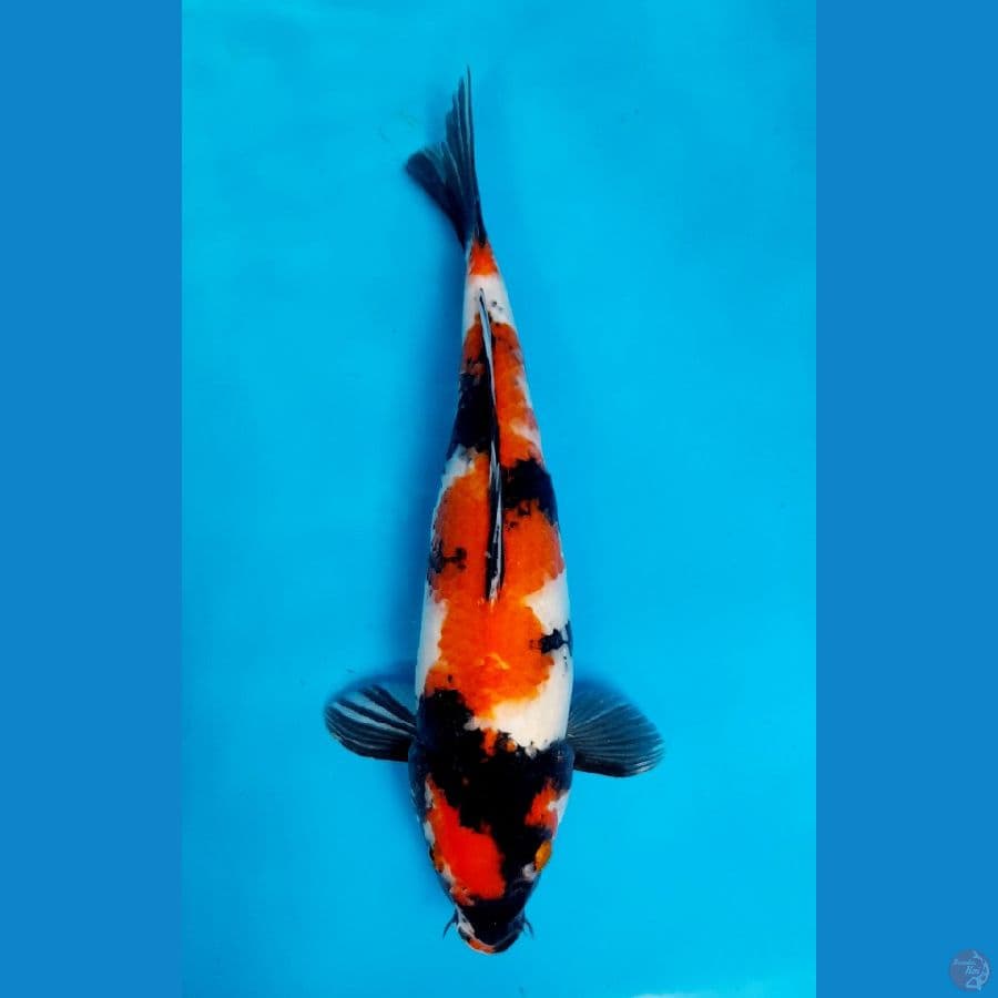 showa 36cm