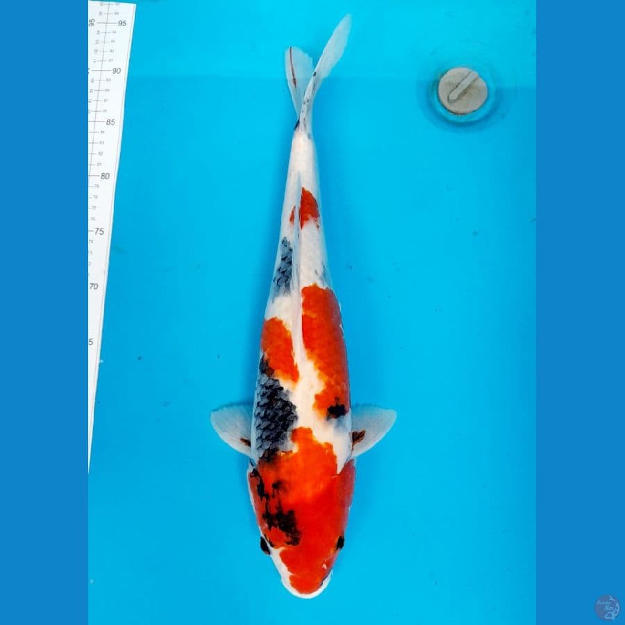 showa 45cm