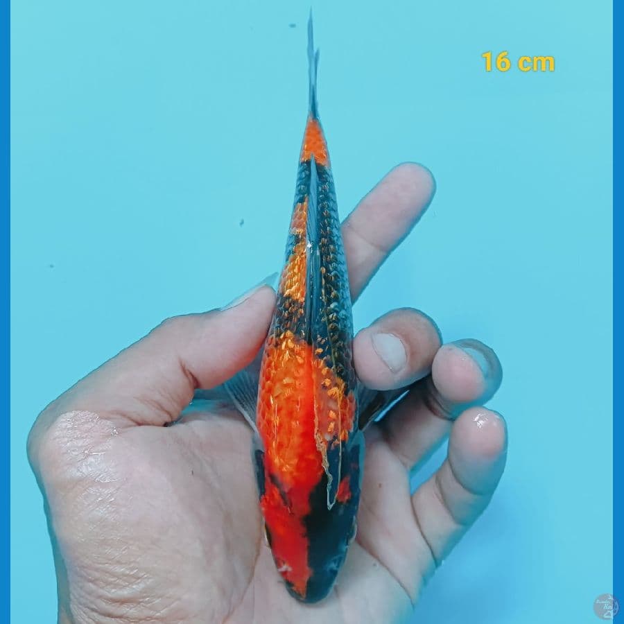 Ginrin 16 cm