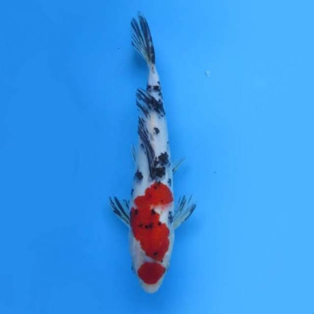 Sanke 27 cm