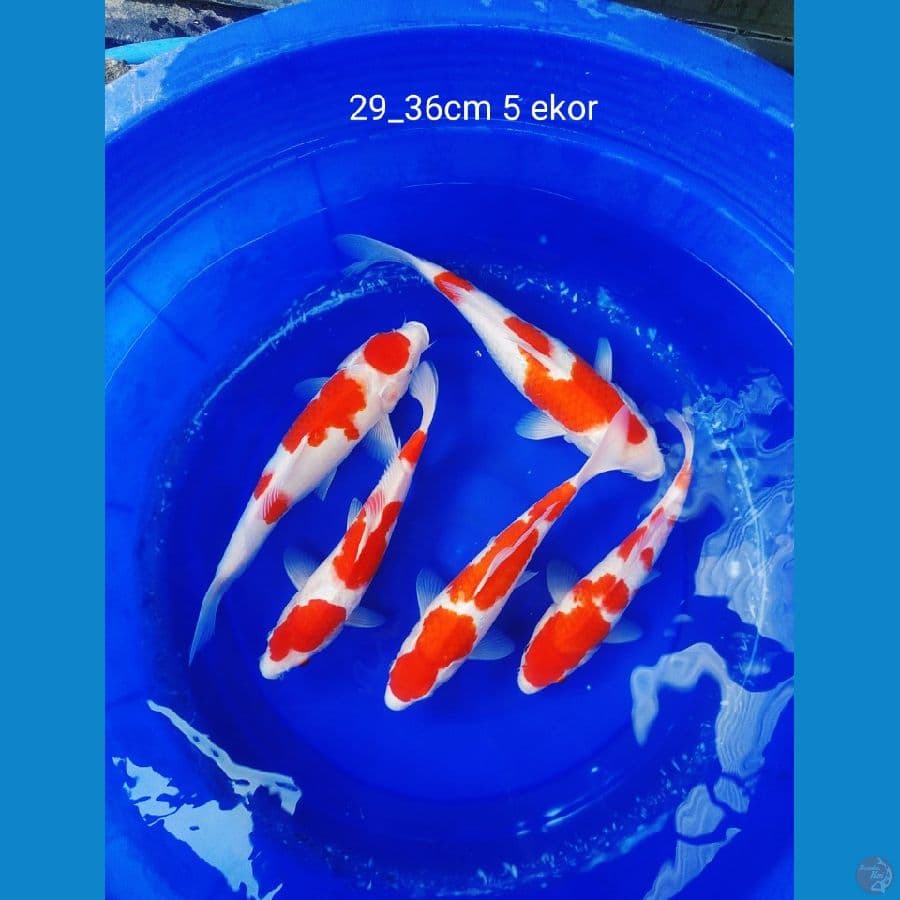 PAKET KOHAKU 5 EKOR 29_36CM