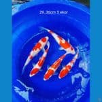 PAKET KOHAKU 5 EKOR 29_36CM