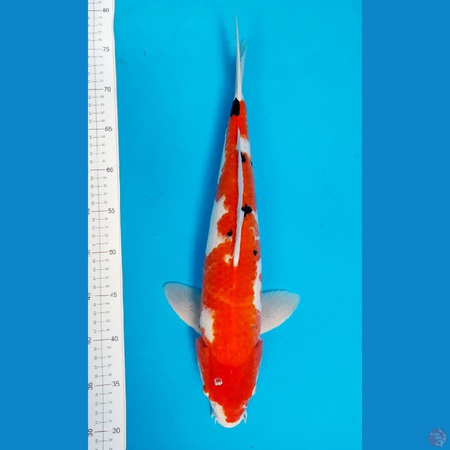 sanke 45cm