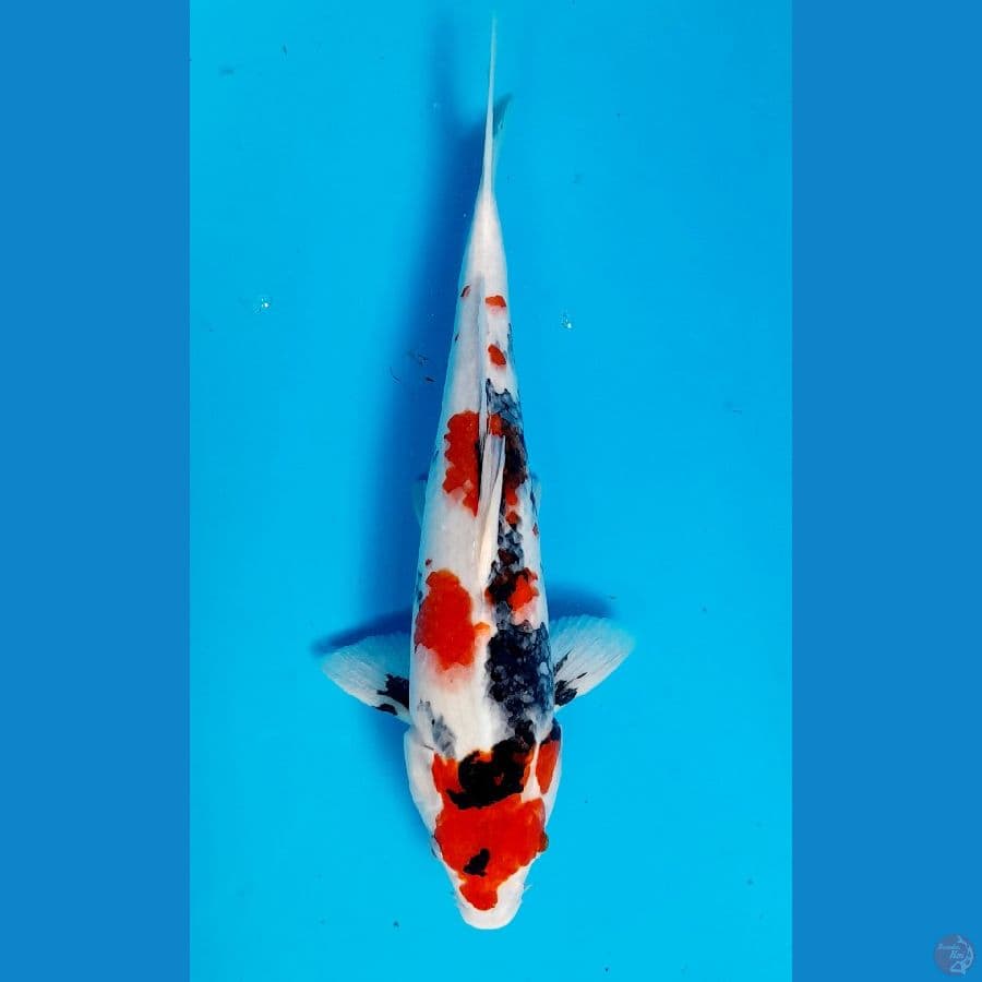 kinday showa 39cm