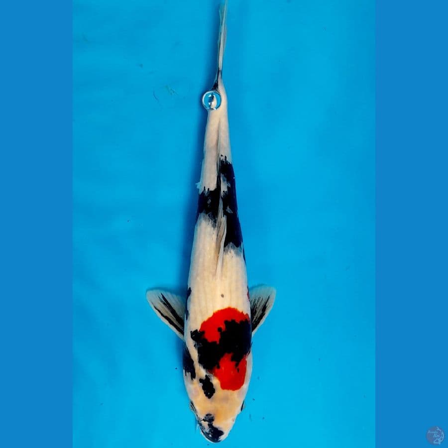 showa 38cm