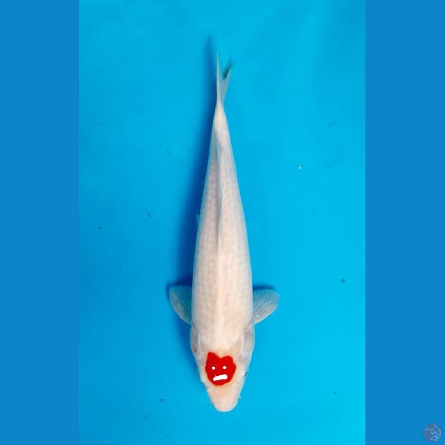 tancho 35cm