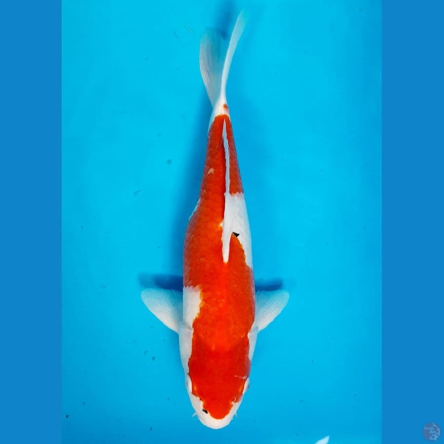 kohaku 36cm