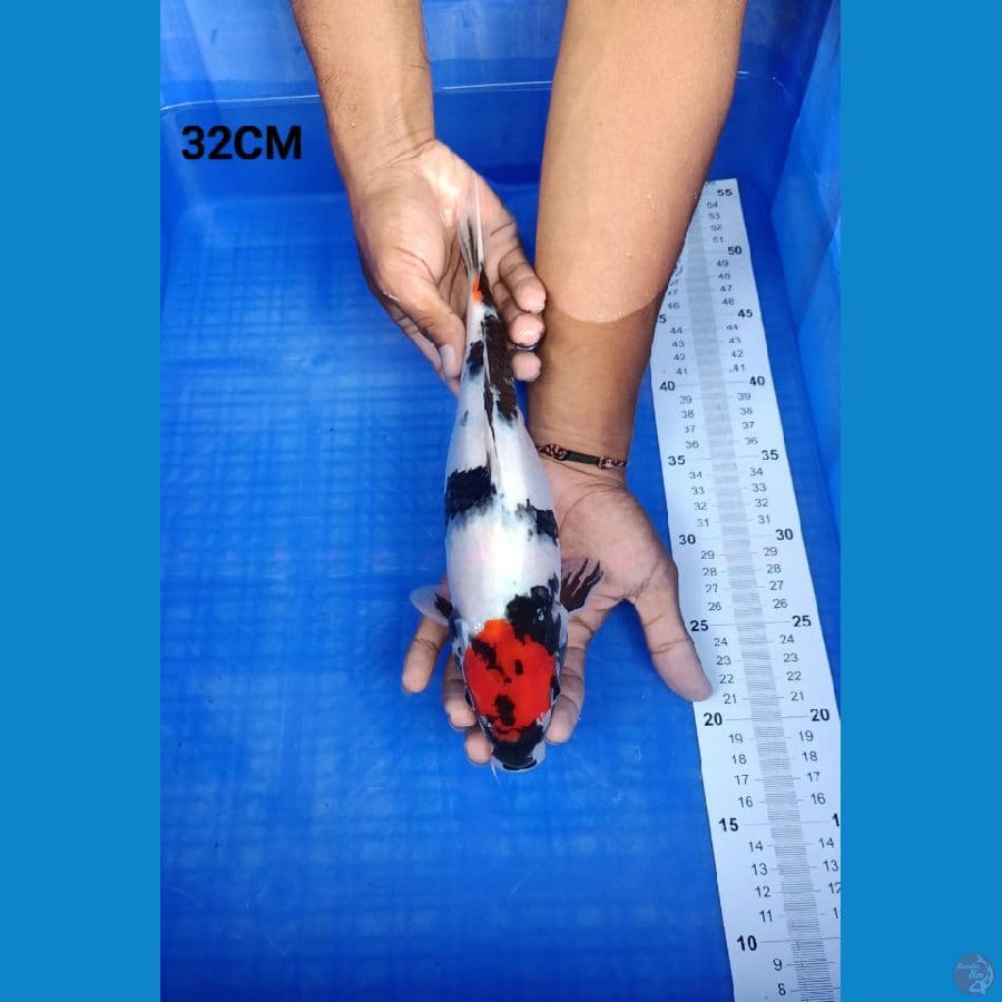 Tancho Showa 32CM