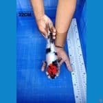 Tancho Showa 32CM