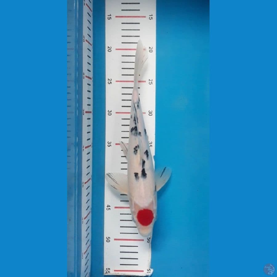 27cm 