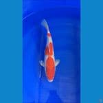 KOHAKU 39CM