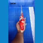 Sanke 34cm