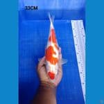 Kohaku 33cm