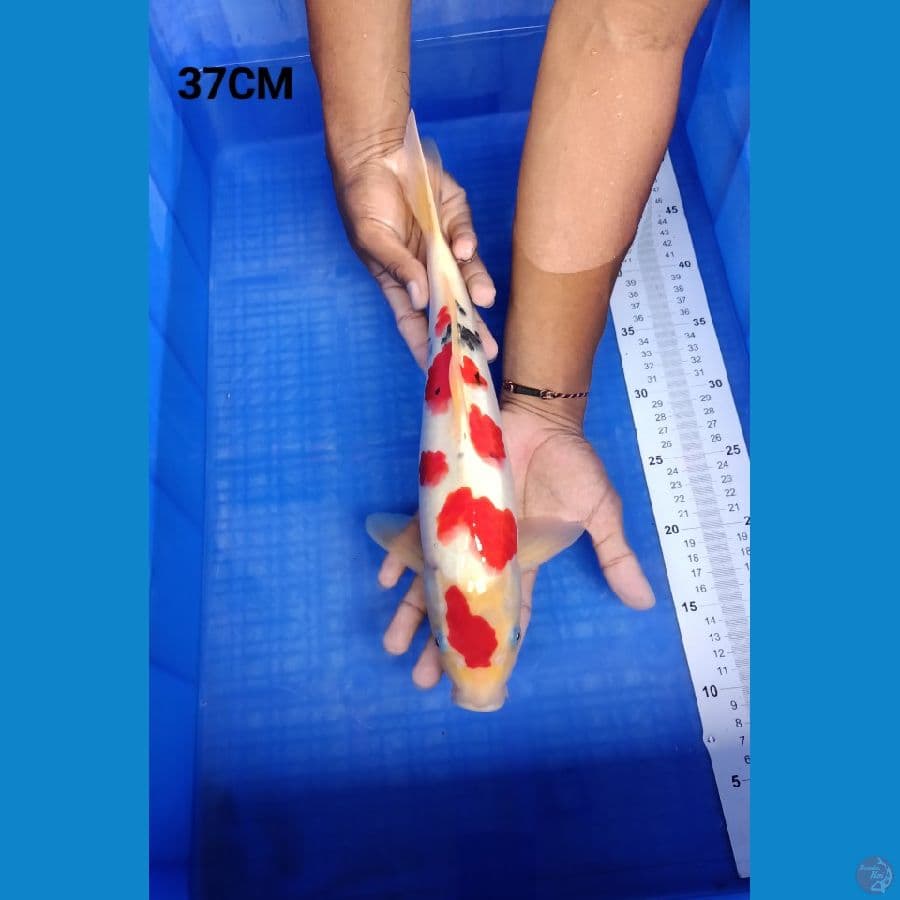 Sanke 37cm
