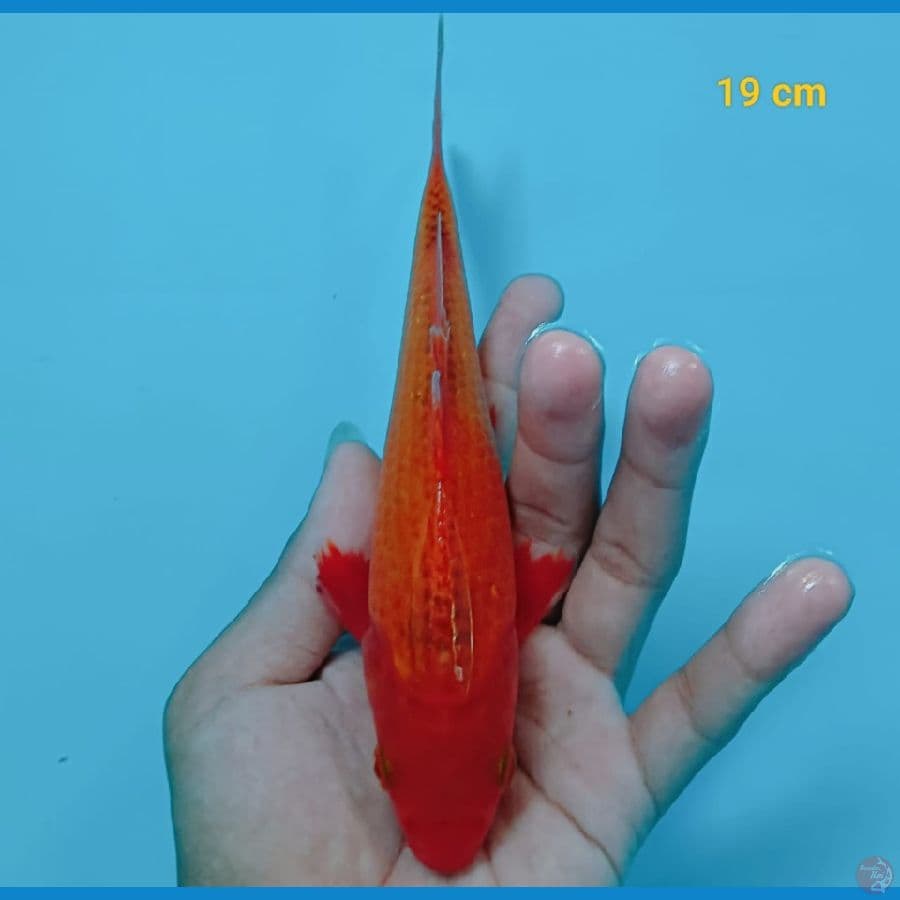 KAWARIMONO 19 CM