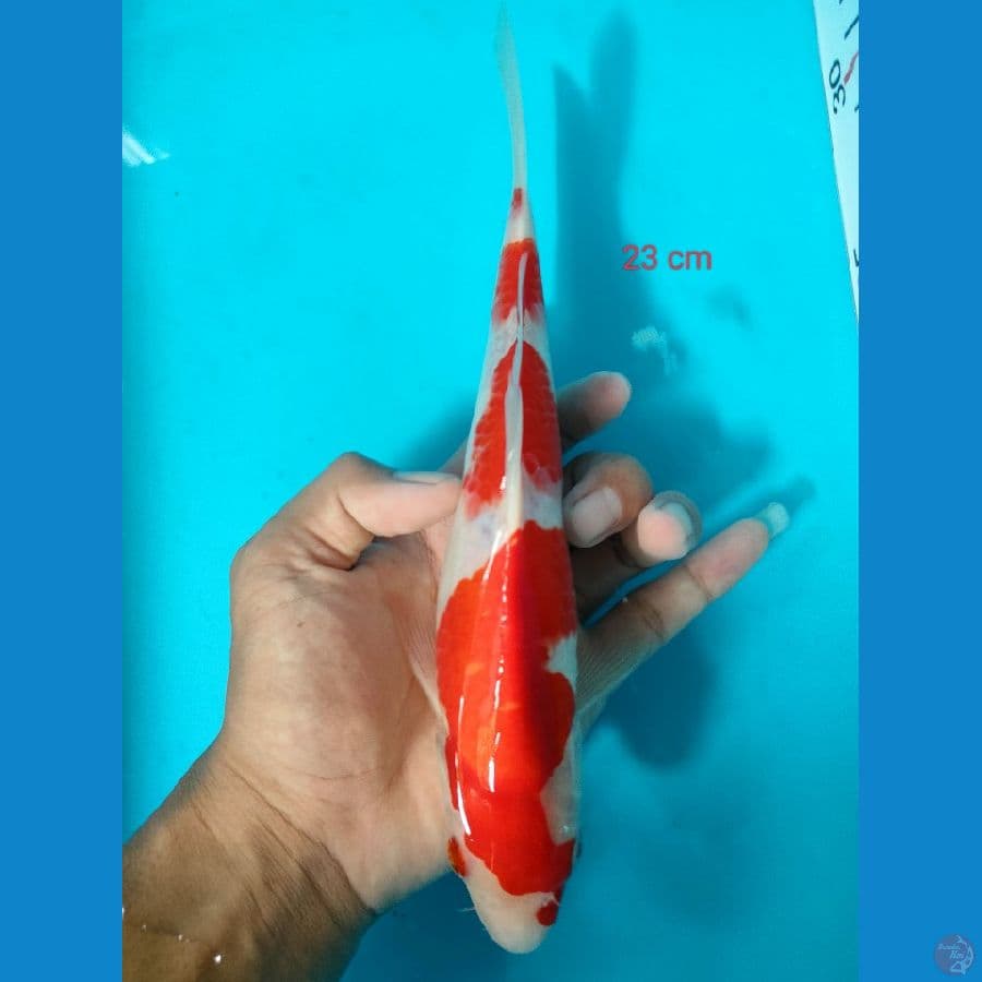 KOHAKU 23 CM