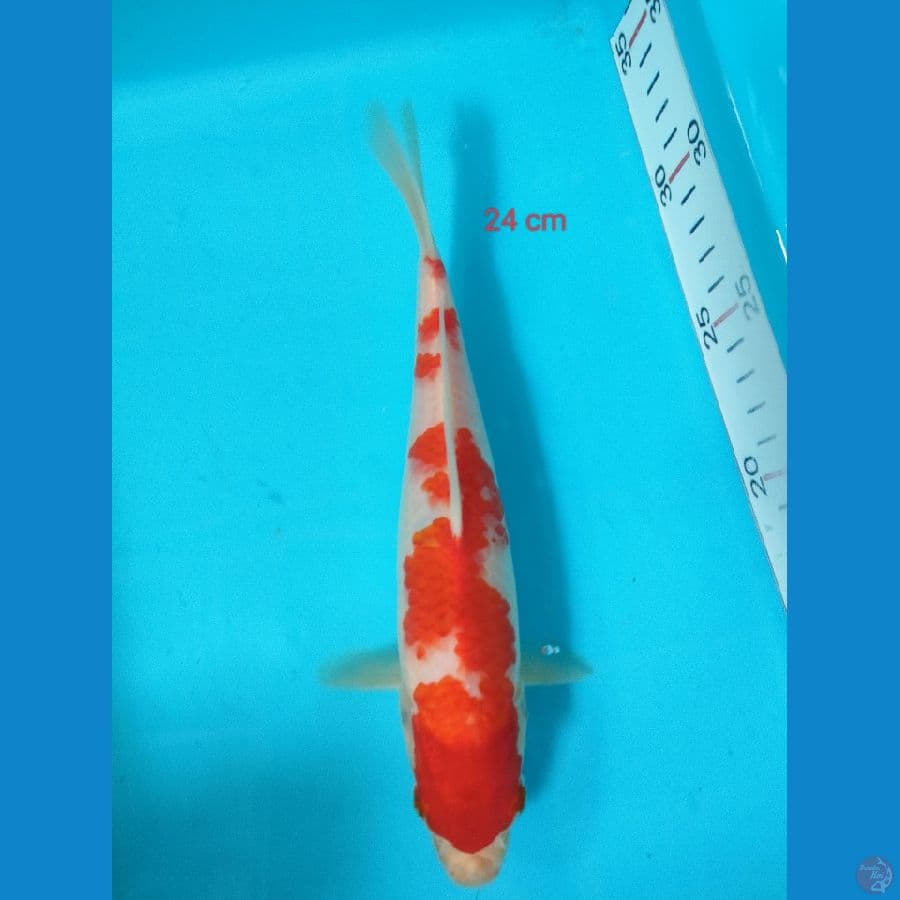 KOHAKU 24 cm