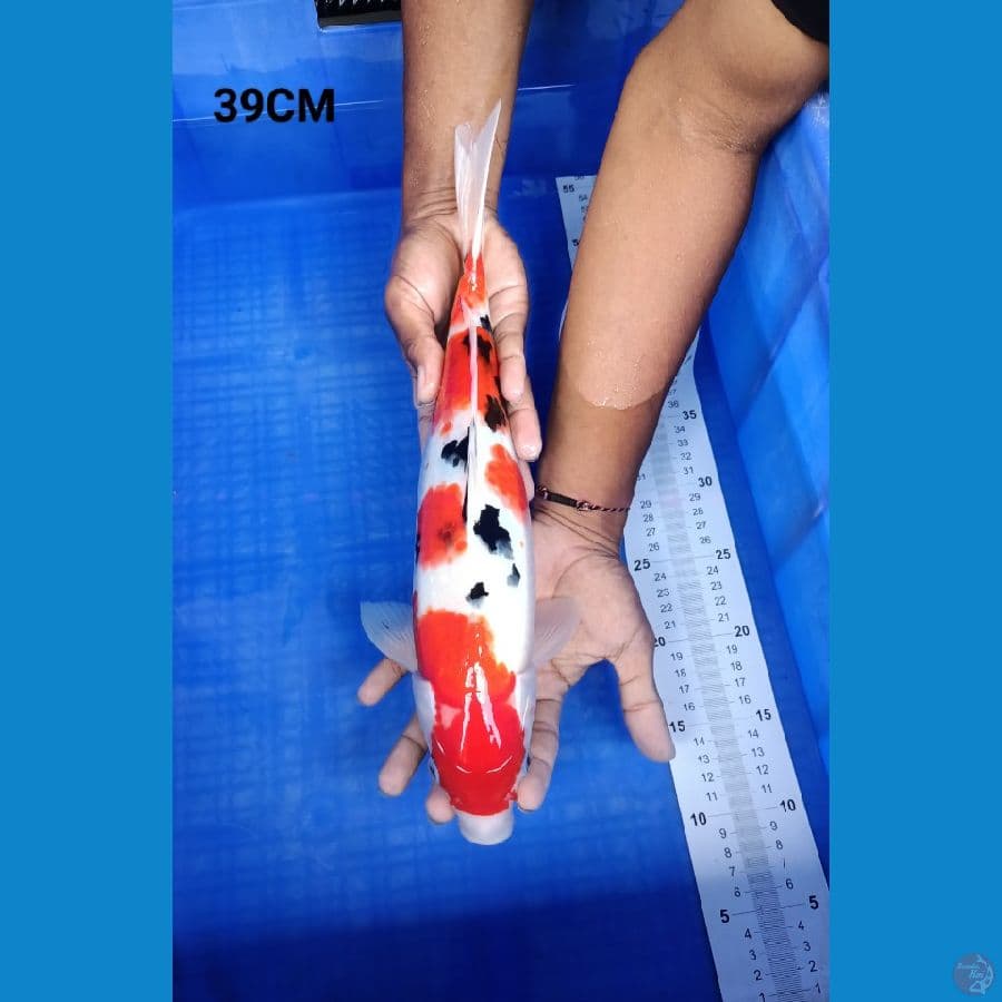 Sanke 39cm