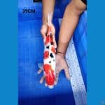 Sanke 39cm