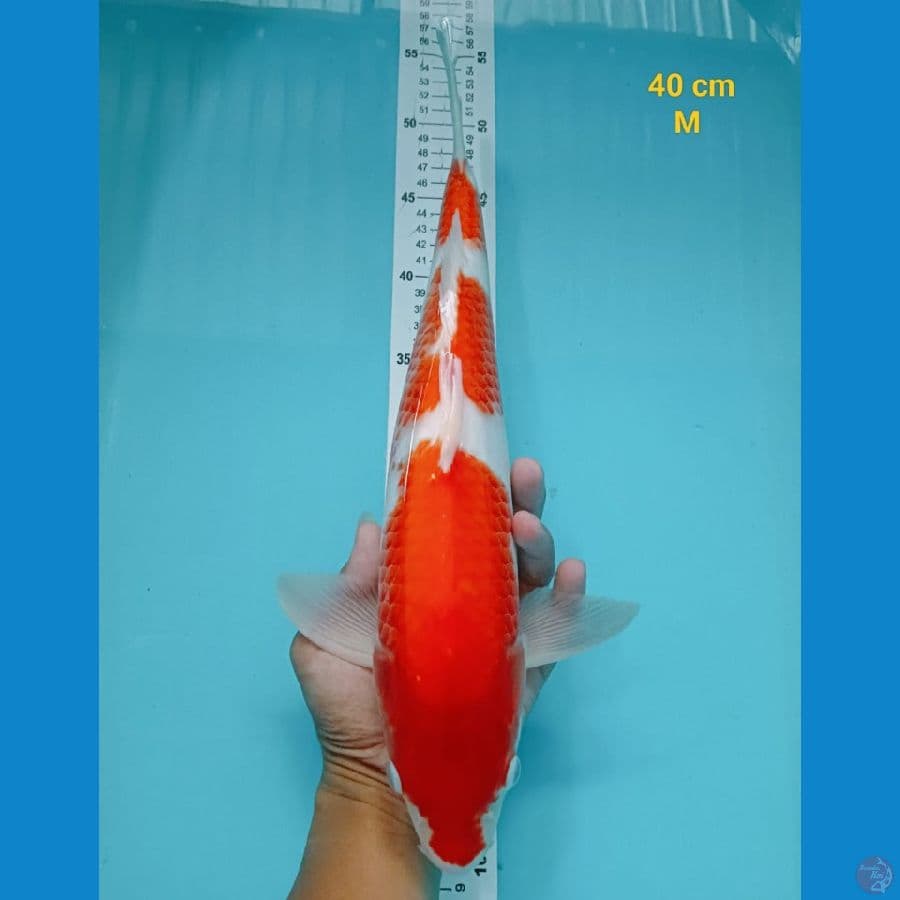 KOHAKU F1 40 cm
