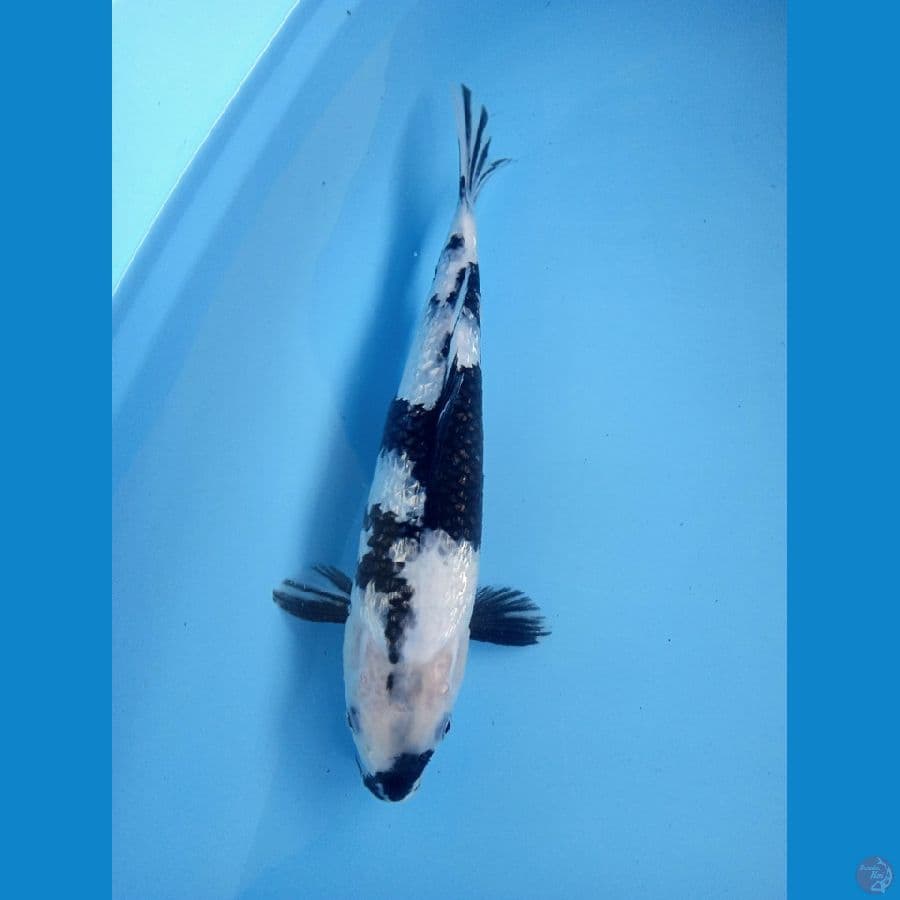 SHIRO SQ 33cm male