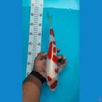 kohaku size 34 