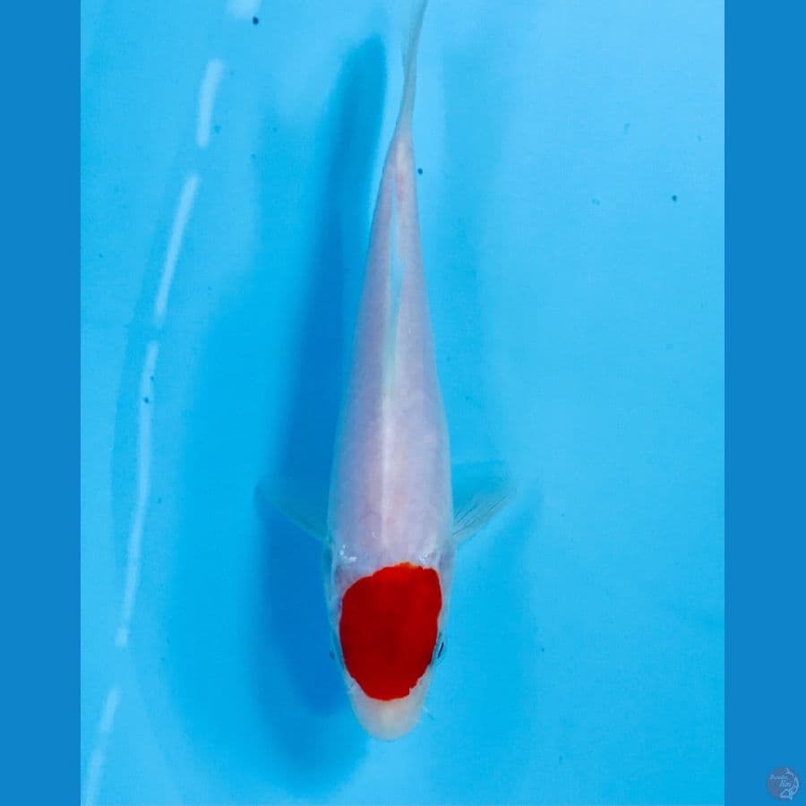 tancho kohaku 18cm