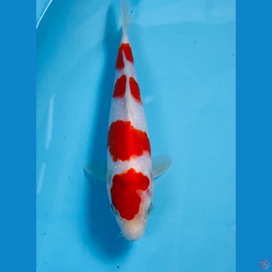 kohaku 20cm