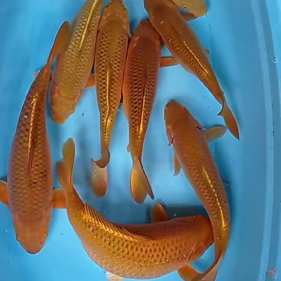 CHAGOI TEMBAGA 35-40 cm 8 ekor