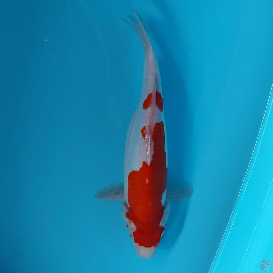 doitsu 30cm
